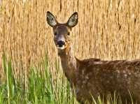 Explore Nature’s Hideaway: Cleethorpes Country Park!
