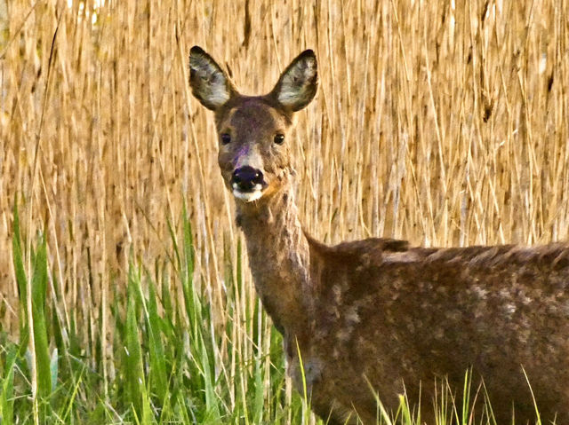 Explore Nature’s Hideaway: Cleethorpes Country Park!