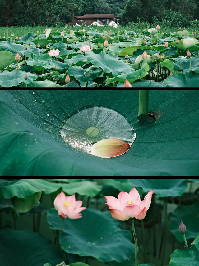 喺廈門，赴一場繁花之約 | 從錦江之星開始
