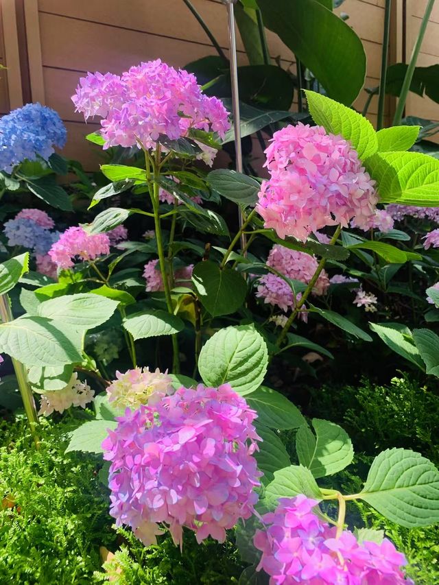 在西山腳下，住進會呼吸的花園酒店