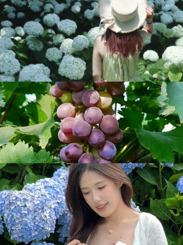 揚州花海！闖入被森林環繞的莫奈花園