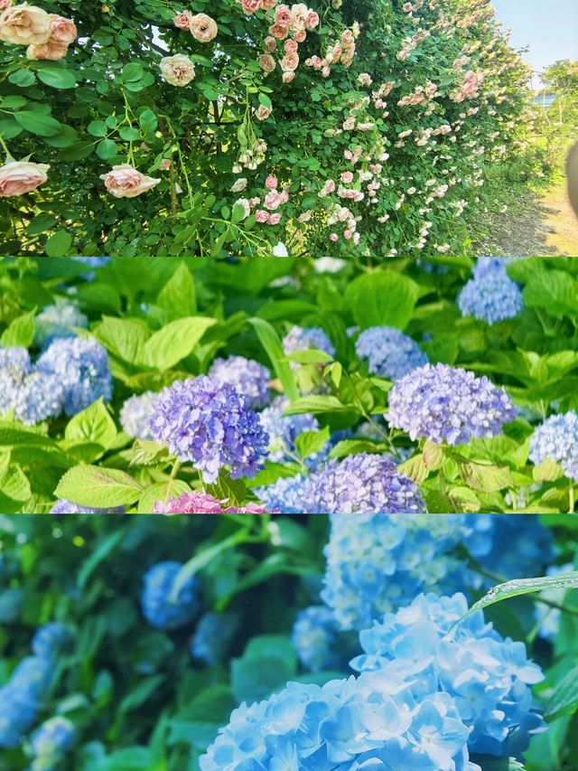六月揚州｜邂逅慢生活與夢幻花海