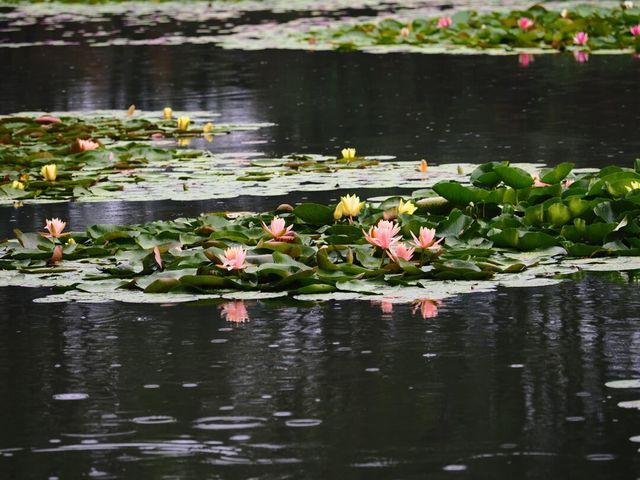 圓明園雨荷攝影指南