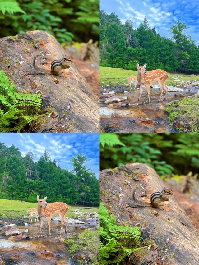 逃離熱浪！22℃嘅伊春秘境，藏住中國夏天最治癒嘅模樣