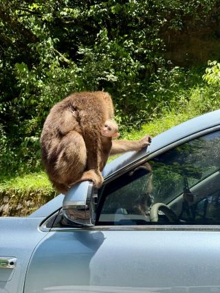 Erlang Mountain Laba River Deer Feeding & Monkey Watching Hiking Guide – Got Attacked by Monkeys!