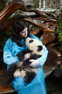 Top 9 Panda Adventures at Chengdu Research Base! 🎋🐼