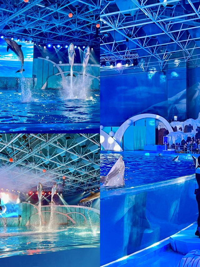 青島極地海洋公園新玩法被我挖到啦！！