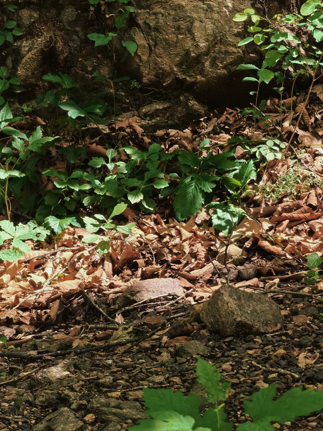向山野，同昆蟲、樹葉同蘑菇見面