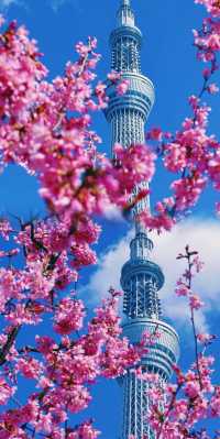 東京晴空塔櫻花季限定必打卡攻略