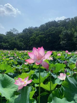 Lost in Jiangnan? No, this is Xinyang!