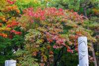 東陵郊野公園 秋天遛娃好去處