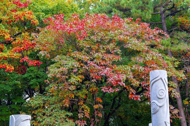東陵郊野公園 秋天遛娃好去處