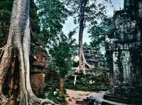 Ta Prohm: The Enigmatic Temple Embraced by Nature