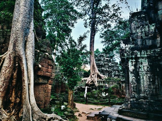 Ta Prohm: The Enigmatic Temple Embraced by Nature