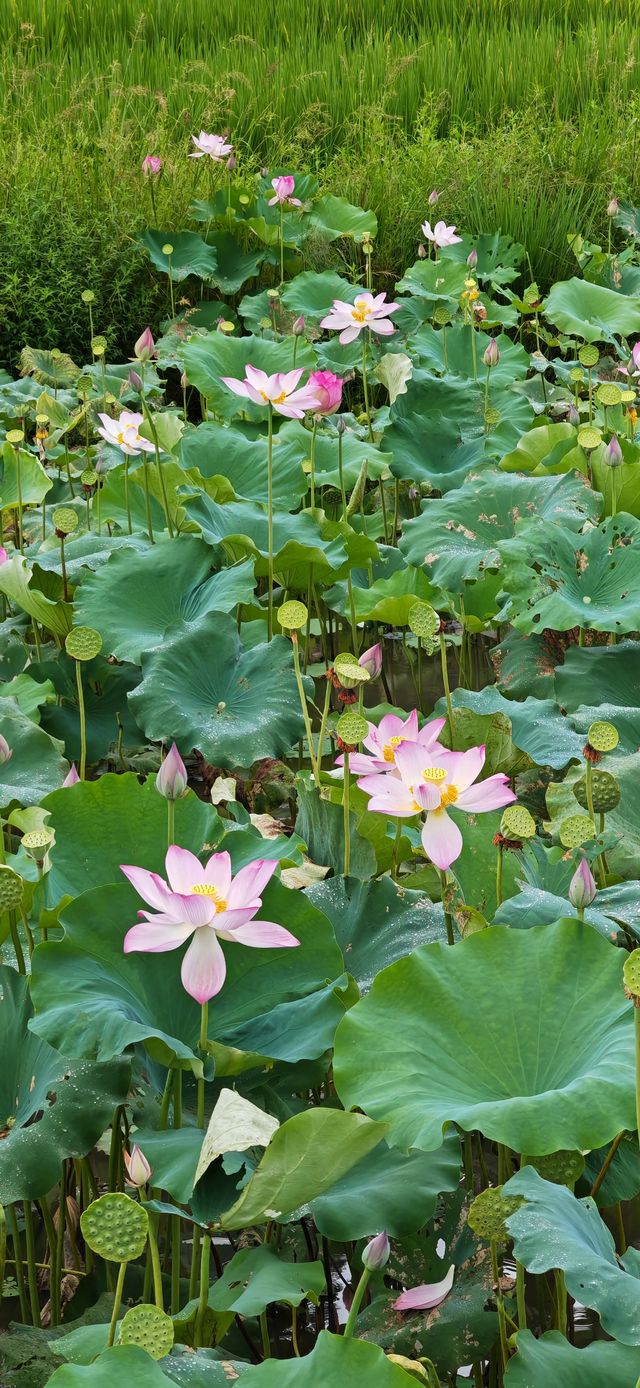 【夏日賞荷】南平五夫：朱熹故里，邂逅盛放的千畝紅蓮