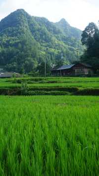 隱居山野嘅詩意生活｜枕住一片蛙鳴入眠
