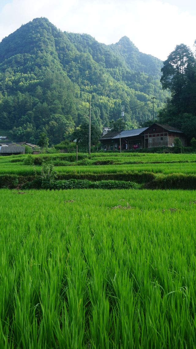 隱居山野嘅詩意生活｜枕住一片蛙鳴入眠
