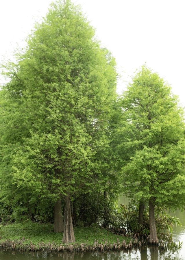 園博苑：邂逅當下的綠野繁花之夢