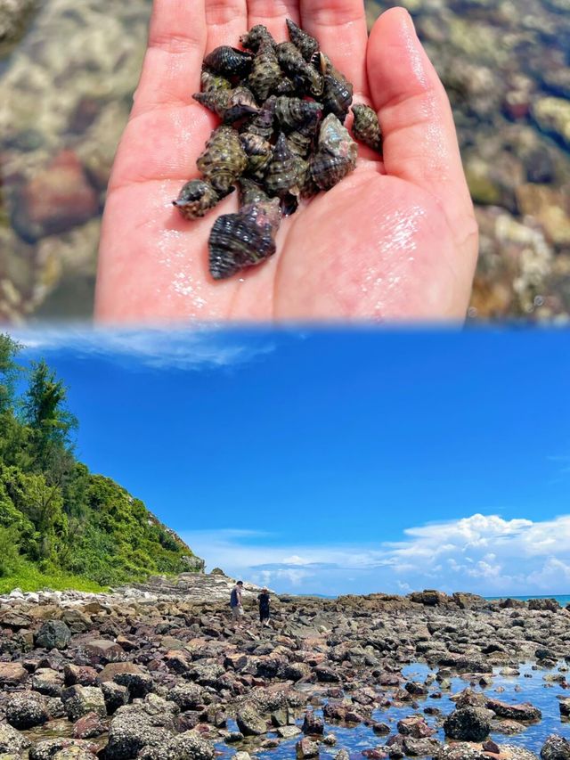 深圳&周邊趕海湊仔秘笈 帶娃挖蜆、捉蟹超減壓！