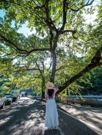 逃離火爐!!去四明山過31度的夏天~