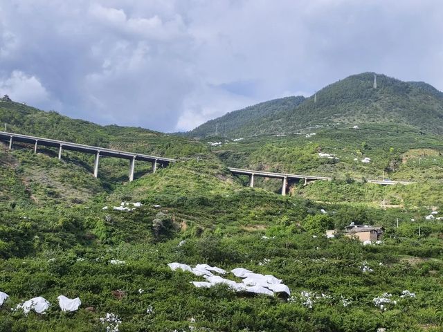 花椒熟了