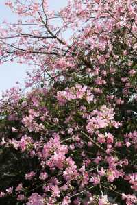 鷺島秋韻：美人樹綴城隅，粉瓣漫舞醉芳華