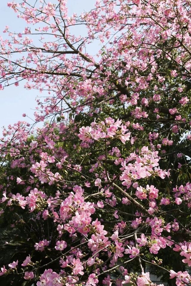 鷺島秋韻：美人樹綴城隅，粉瓣漫舞醉芳華