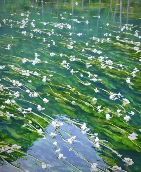 雲南劍湖，海菜花盛放如仙