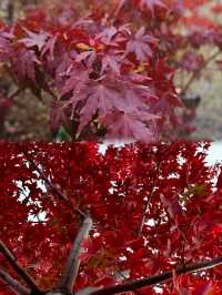 邯鄲紅葉景點推薦｜秘境天花板5處絕美人少賞秋地大