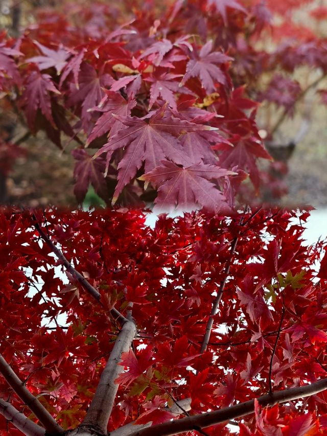 邯鄲紅葉景點推薦｜秘境天花板5處絕美人少賞秋地大