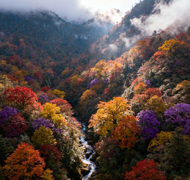 秋色天花板！瓦屋山彩林進入最佳觀賞期，錯過再等一年