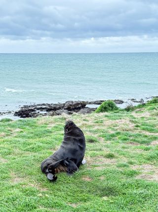 A special day with wild sea lions at New Zealand's Red Rocks Reserve