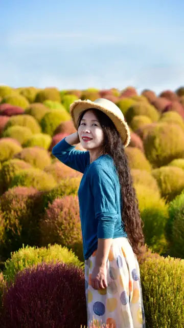 上海地膚草打卡指南