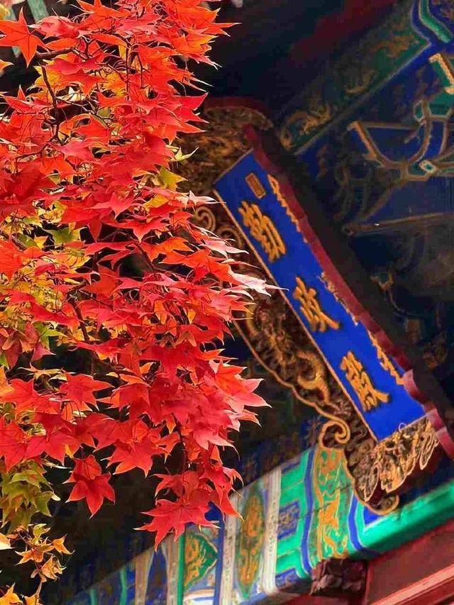 北京的香山紅葉紅了