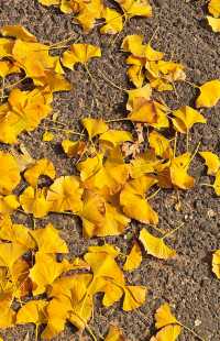 落葉、靜謐與時光感