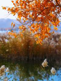 金色童話胡楊林秘境