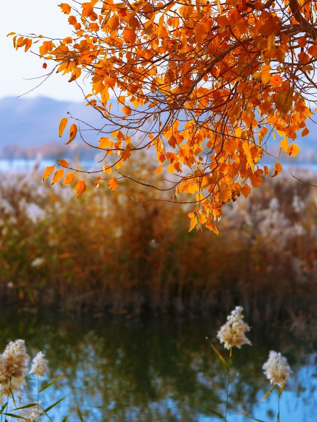 金色童話胡楊林秘境 金色童話胡楊林秘境