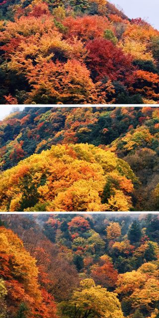 唐家河正用4萬公頃彩林，譜寫一首獻給世界的秋日詩篇