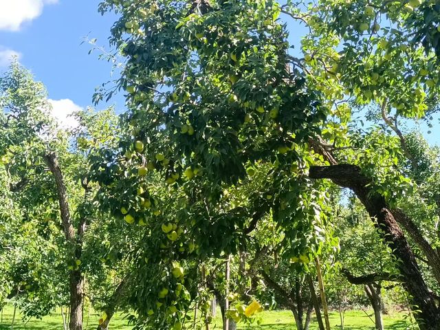 秋之韻：凋零與豐收的交響