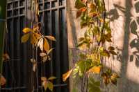 烏村的秋，藏在被忽略的細節裡