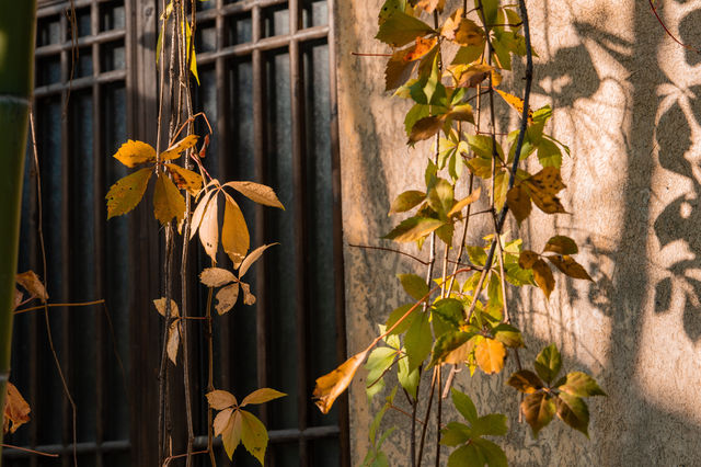 烏村的秋，藏在被忽略的細節裡