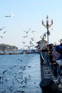 青島|人人喜愛的海鷗又回來啦餵海鷗真好玩