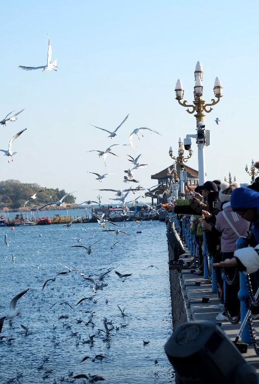 青島|人人喜愛的海鷗又回來啦餵海鷗真好玩