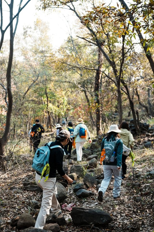 南京止馬嶺 秋季徒步出片指南