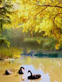 燕雀湖黑天鵝太美啦美如油畫