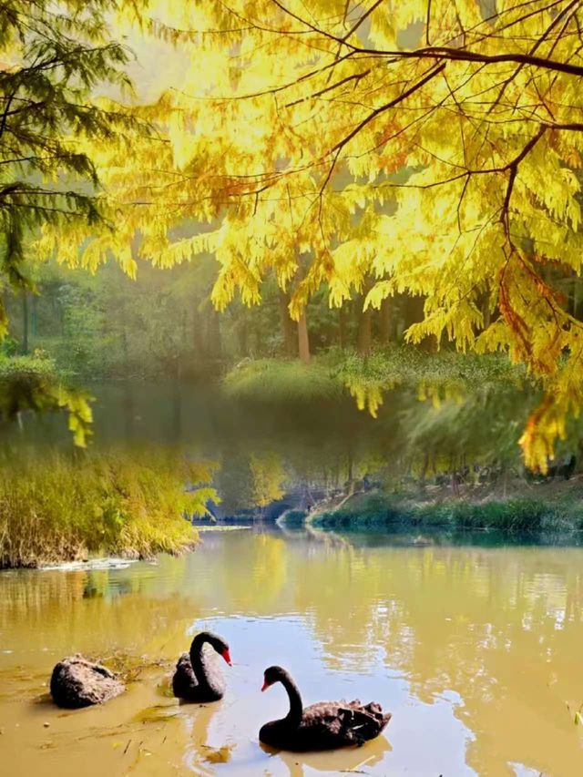 燕雀湖黑天鵝太美啦美如油畫 燕雀湖黑天鵝太美啦美如油畫