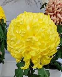 揚州賞菊指南｜滿城盡帶黃金甲！這3個地方美到心巴上