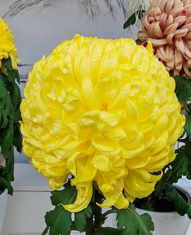 揚州賞菊指南｜滿城盡帶黃金甲！這3個地方美到心巴上