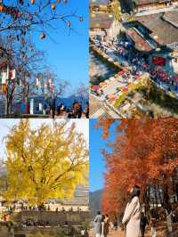 楠溪江秋冬遊攻略一鍵解鎖金黃柿子+古村曬秋+紅楓古道