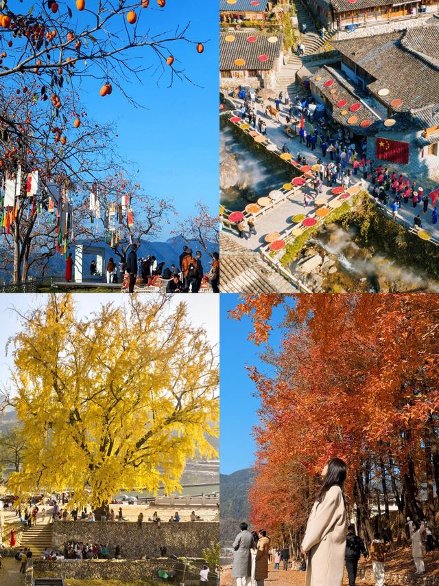 楠溪江秋冬遊攻略一鍵解鎖金黃柿子+古村曬秋+紅楓古道